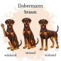 Preview: Motivauswahl für die Impfpasshülle der Hunderasse Dobermann braun