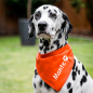 Preview: Hundehalstuch mit Namen