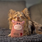 Preview: Spielzeug Schwein für kleine Hunde