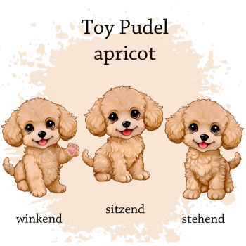 Preview: Motivauswahl der Dokumentenhülle für die Hunderasse Toypudel apricot