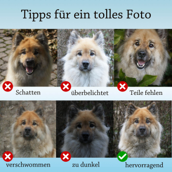 Tipps zum fotografieren