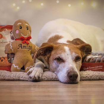 Hundespielzeug personalisiert Weihnachten