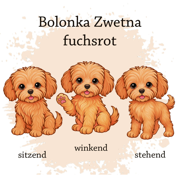 Motivauswahl der Dokumentenhülle für die Hunderasse Bolonka Zwetna fuchsrot