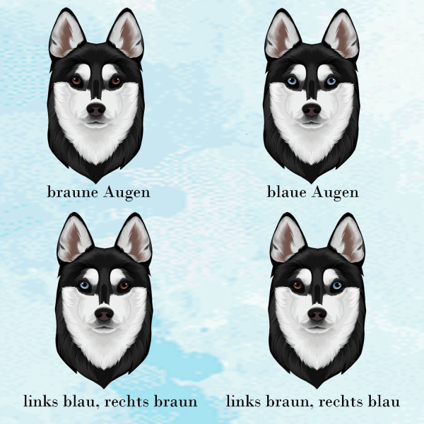 Dokumentenhülle Auswahl der Augenfarbe von dem Alaskan Klee Kai schwarz weiß