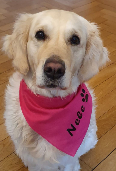 Hundehalstuch Designbeispiel pink
